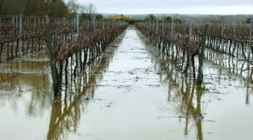 مخاوف متصاعدة.. فيضانات البحر المتوسط تضغط على أسعار الغذاء